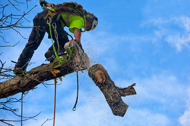 Best Tree Maintenance Programs  in Westlake Vlage, IL